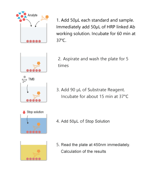 QuicKey Pro Horse E2(Estradiol) ELISA Kit - procedures