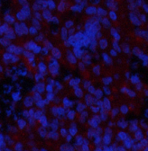 Phospho-GSK3 beta (Ser9) Polyclonal Antibody - small - 3