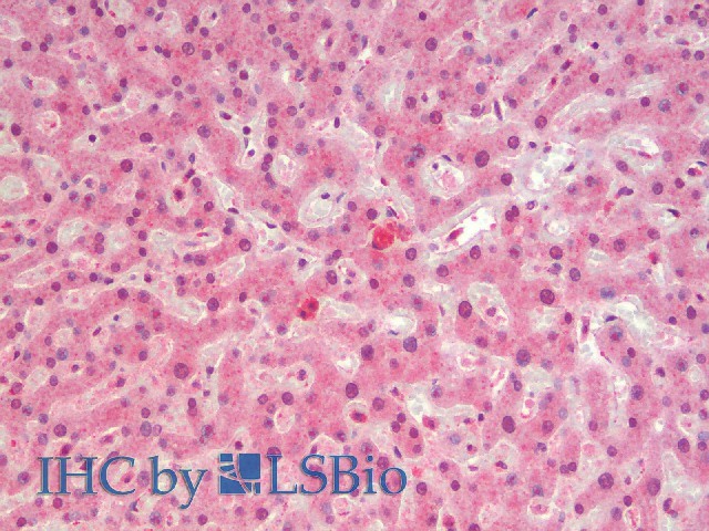 c-Fos Polyclonal Antibody - small - 5
