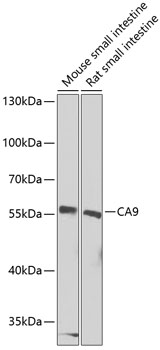 CA9 Polyclonal Antibody - 1