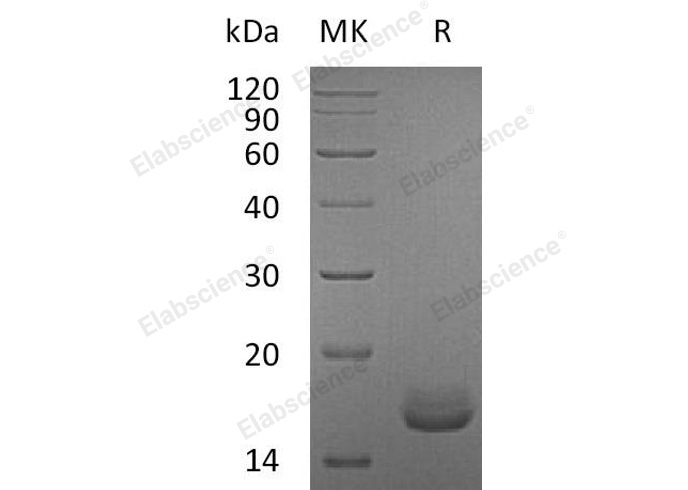Recombinant Human Calmodulin/CALM1 Protein - 1