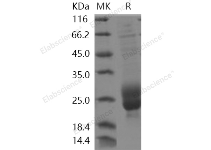 Recombinant Human M-CSF/CSF1 Protein - 1