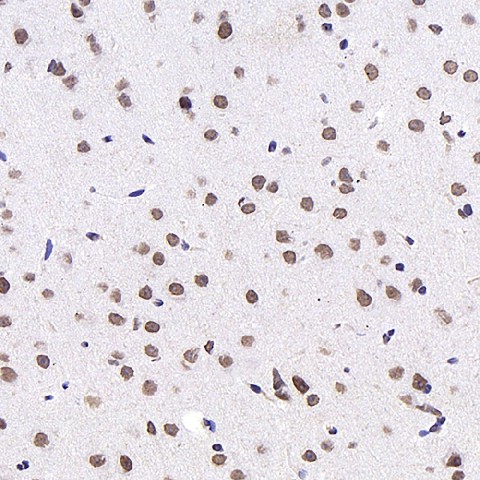 c-Fos Monoclonal Antibody - 3