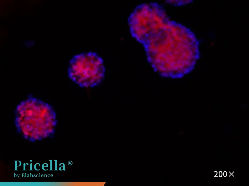 Mouse Neural Stem Cell Isolation and Culture Kit - 1