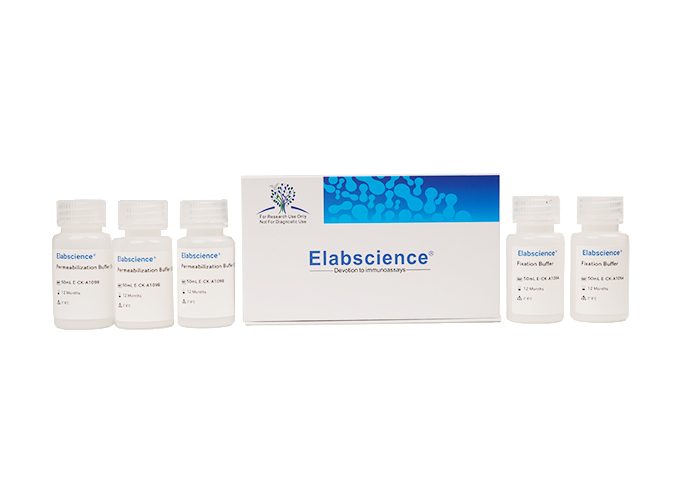 Intracellular Fixation/Permeabilization Buffer Kit - 1