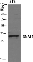 SNAI1 Polyclonal Antibody - 1
