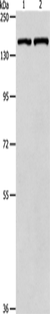 PTCH1 Polyclonal Antibody - 1