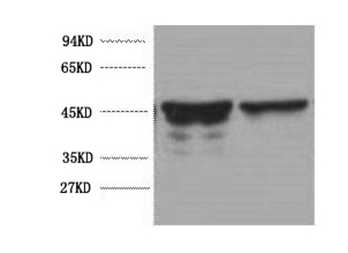 GFAP Monoclonal Antibody - 1