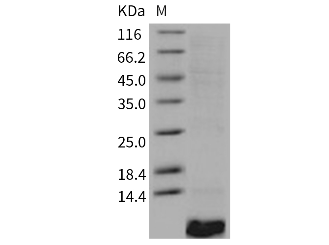 Recombinant Human EGF Protein - 1
