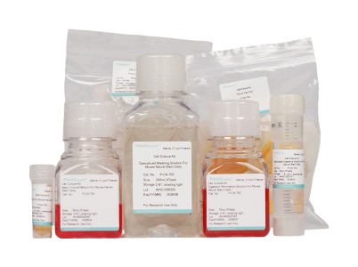 Mouse Neural Stem Cell Isolation and Culture Kit - 2
