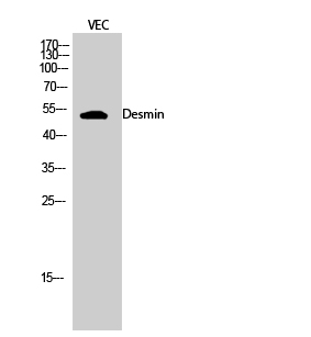Desmin Polyclonal Antibody - 1