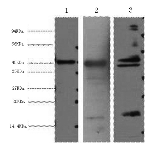 AQP4 Monoclonal Antibody - 1