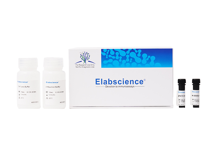 Caspase 1 Activity Assay Kit(Colorimetric Method) - 2