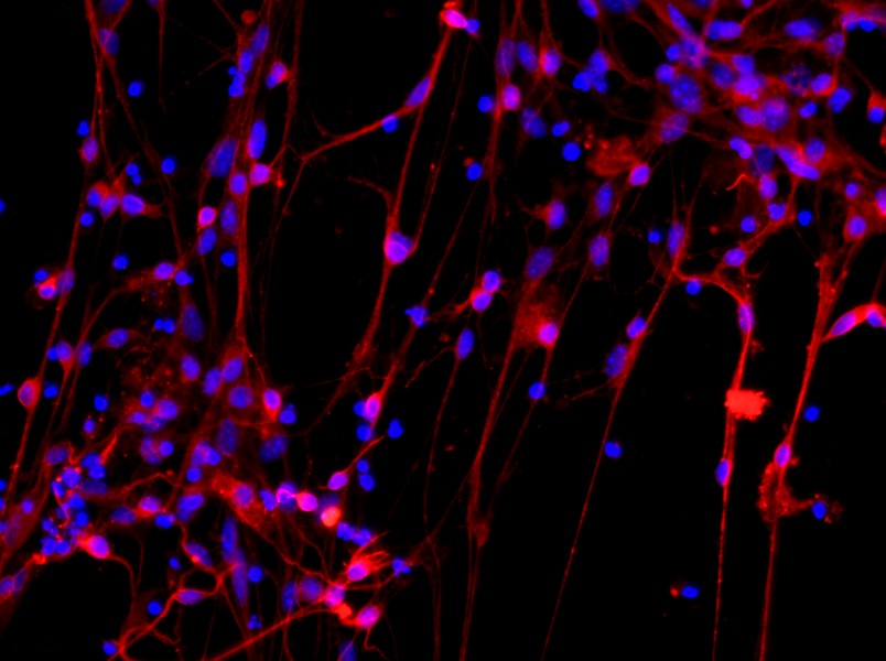 Mouse Cortical Neuron Complete Medium - 2
