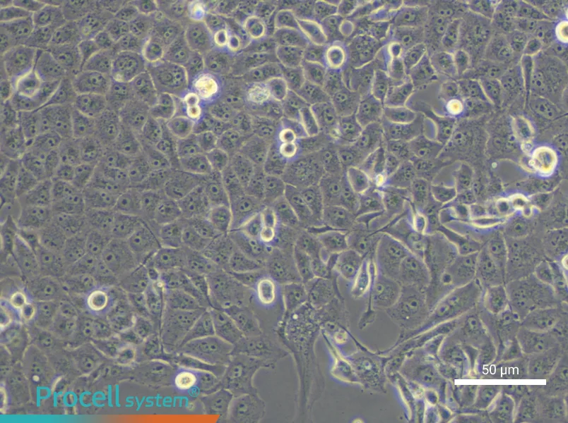 PANC-1 Cell Complete Medium - small - 5