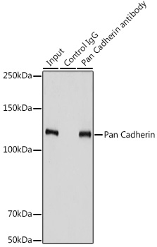 Pan Cadherin Polyclonal Antibody - 2