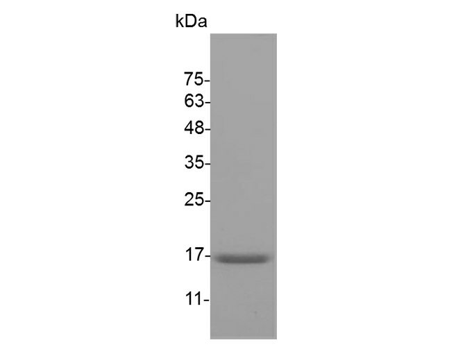 Recombinant Mouse TNF-alpha/TNFA Protein (aa 80-235) - small - 1