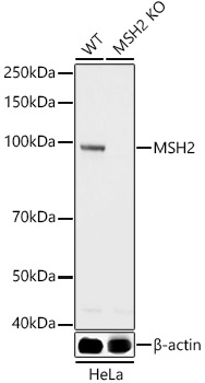 (KO Validated) MSH2 Polyclonal Antibody - 2