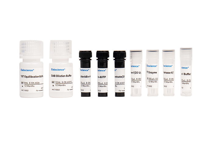 TUNEL In Situ Apoptosis Kit (HRP-DAB Method) - 2