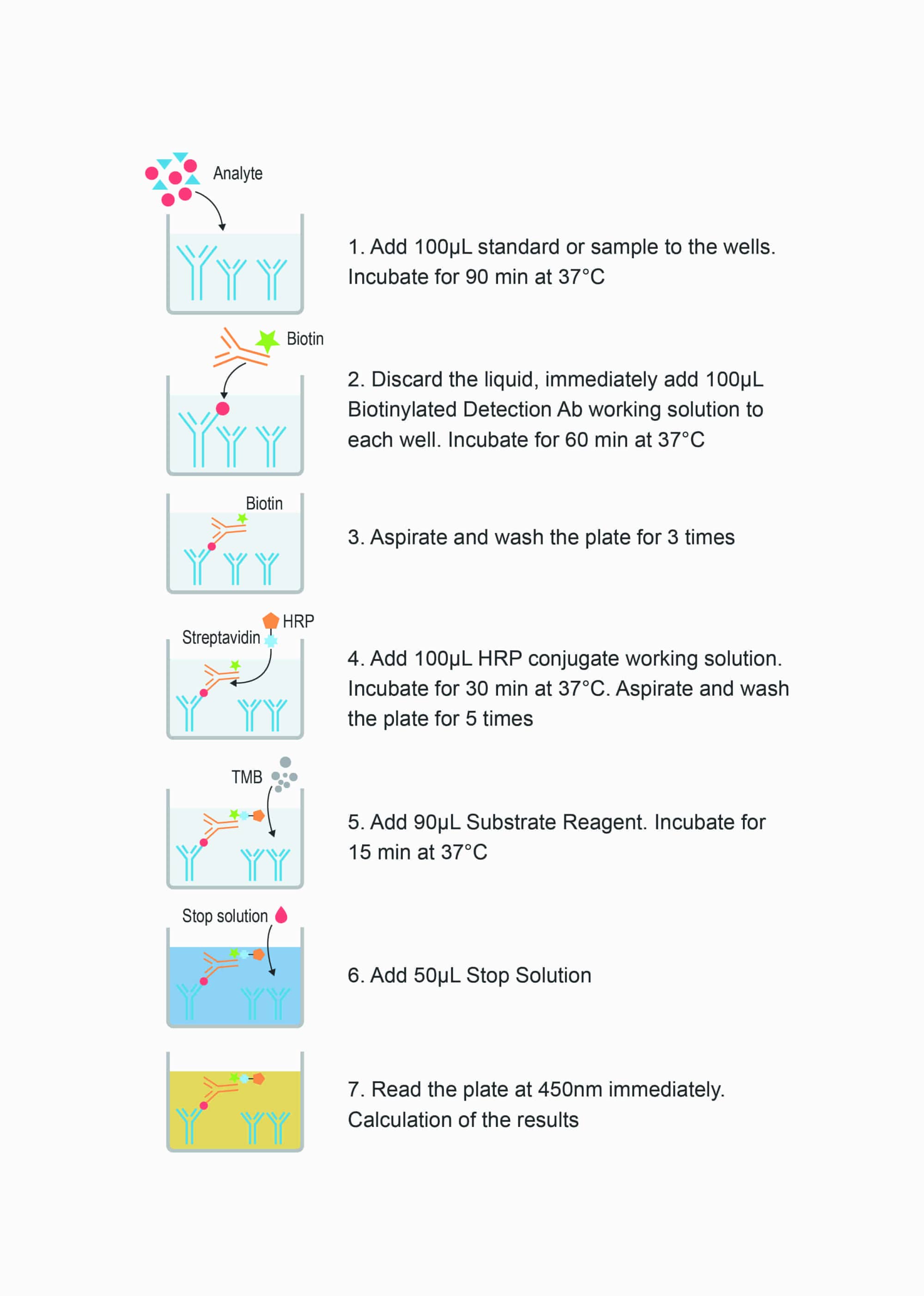 Rabbit TNF-α(Tumor Necrosis Factor Alpha) ELISA Kit - procedures