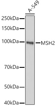 (KO Validated) MSH2 Polyclonal Antibody - 1