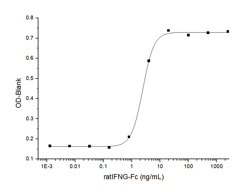 Recombinant Rat Interferon γ/IFNG Protein (Fc Tag) - 1