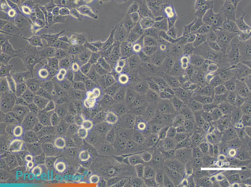 PANC-1 Cell Complete Medium - small - 4