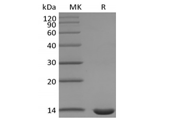Recombinant Mouse Leptin - 1