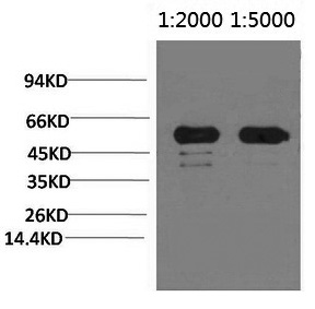 Rubisco (Large Chain) Monoclonal Antibody - 1