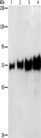 BSA Polyclonal Antibody - 1