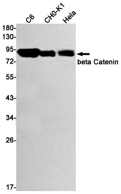 Recombinant beta Catenin Monoclonal Antibody - 1