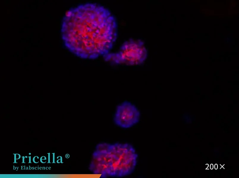 Rat Neural Stem Cell Isolation and Culture Kit - 1