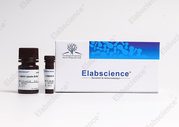 2-NBDG Glucose Uptake Cell-Based Kit - 3