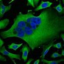 beta Tubulin Monoclonal Antibody - 3