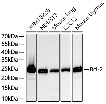 Bcl-2 Polyclonal Antibody - small - 8