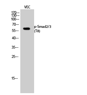 Phospho-SMAD2/3 (Thr8) Polyclonal Antibody - 1