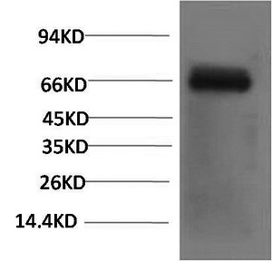 Bovine Serum Albumin Monoclonal Antibody - 1