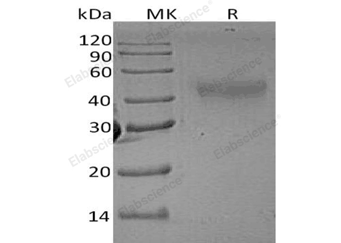 Recombinant Rat M-CSF/CSF1 Protein - 1