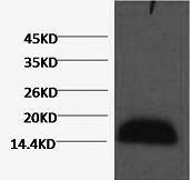 Histone H3 Monoclonal Antibody - 1