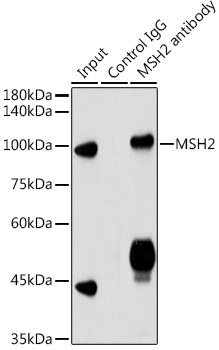 (KO Validated) MSH2 Polyclonal Antibody - 3