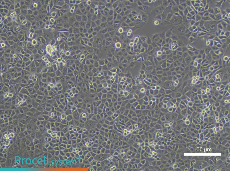 PANC-1 Cell Complete Medium - 1