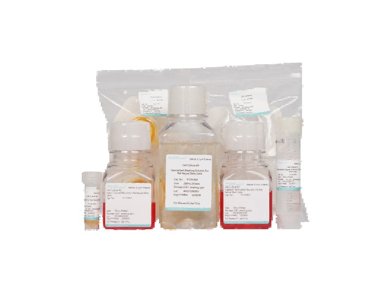 Rat Neural Stem Cell Isolation and Culture Kit - 2