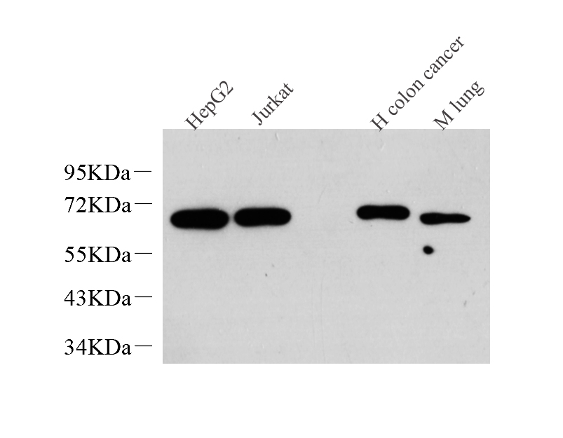 c-Fos Monoclonal Antibody - 1