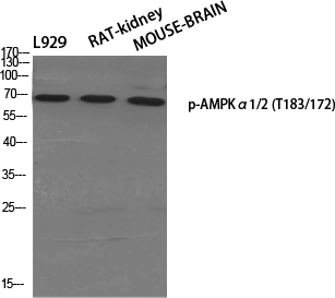 Phospho-AMPK alpha1/2 (Thr183/172) Polyclonal Antibody - 1