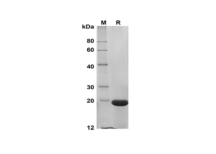Recombinant Human TNF β/LTA Protein - 1