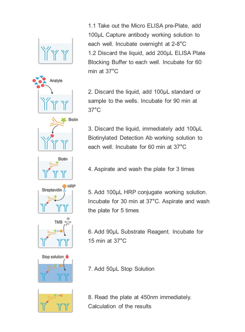 Uncoated Human IL-18(Interleukin 18) ELISA Kit - procedures