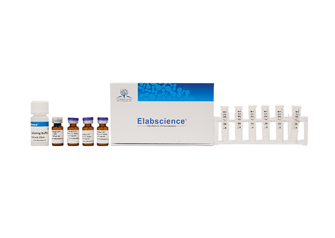 Elab Fluor<sup>®</sup> 488 Labeling Kit - 1
