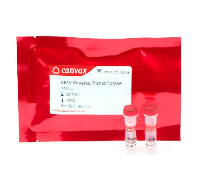 AMV Reverse Transcriptase – cDNA synthesis enzyme – Canvax