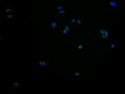 CSB-PA765076LA01HU-IF