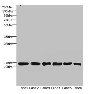 Western Blotting(WB) - SOD1 Antibody